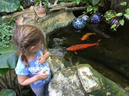 Feeding fish at the Rock Island Botanical Garden1